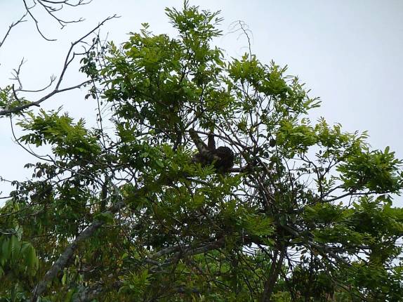 Bicho-preguiça passeia em árvore na Reserva de Mamirauá, perto de Tefé, no Amazonas